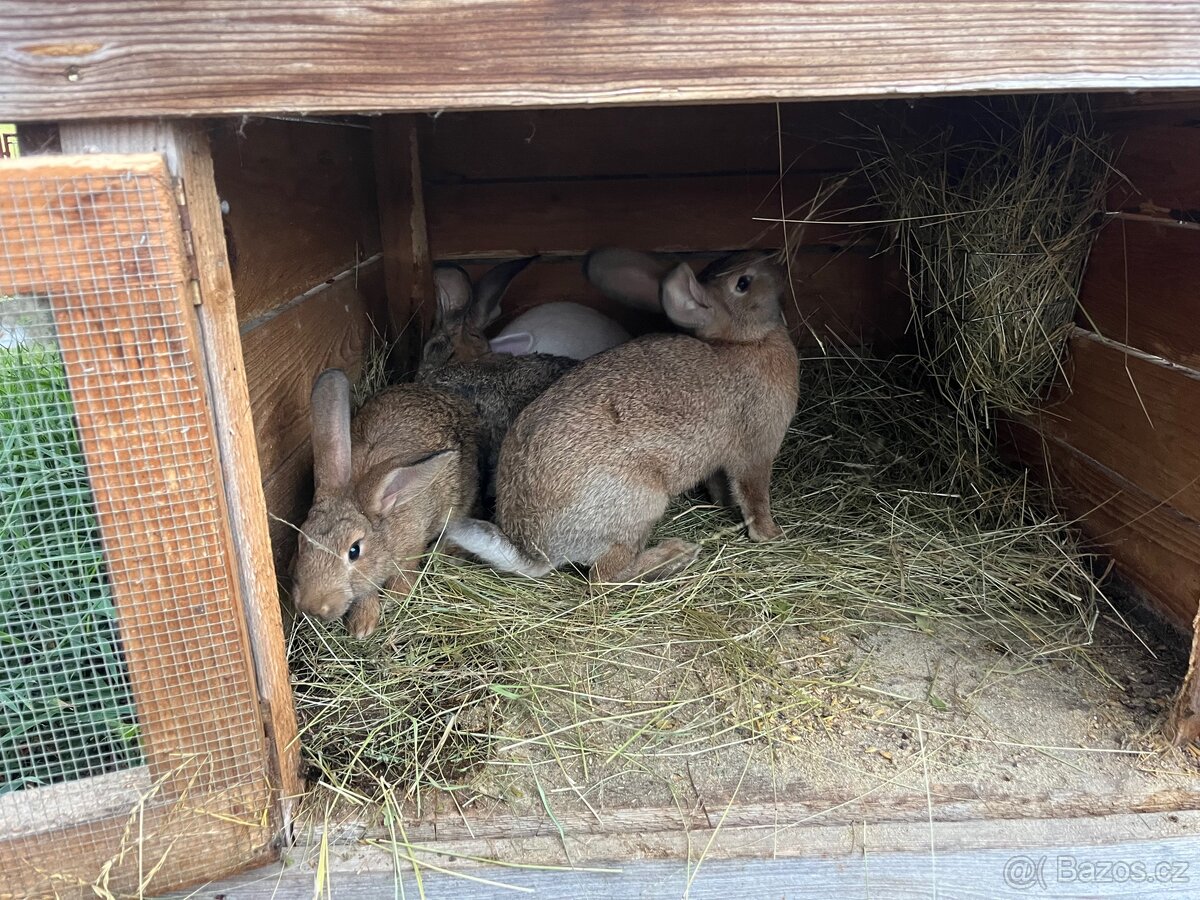 Králíci - 3