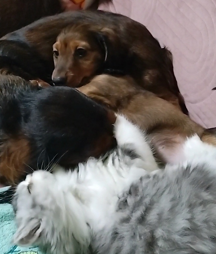 Jezevčík dlouhosrstý trpasličí - 3