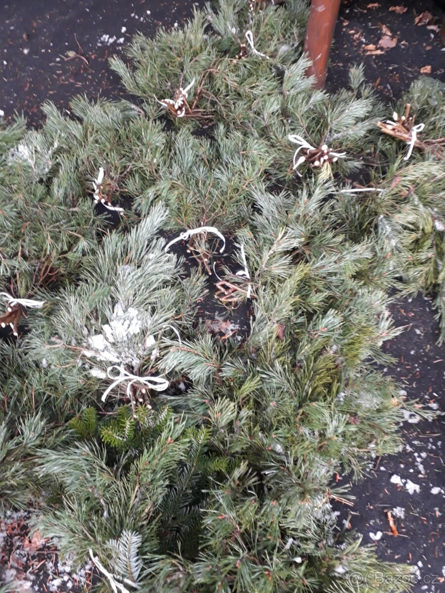 svazek větví jedle kavkazská borovice vánoční stromek - 3