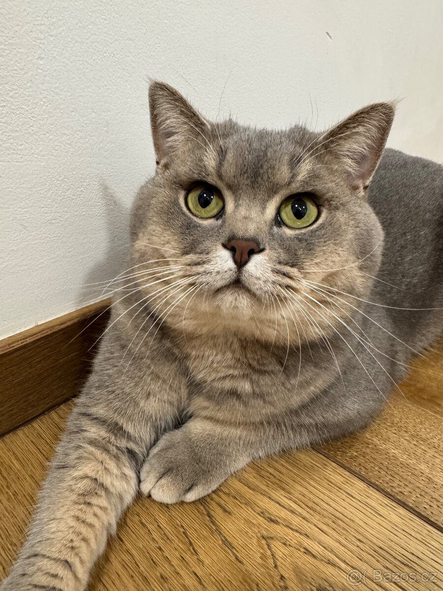 Britský kocour ke krytí - 3