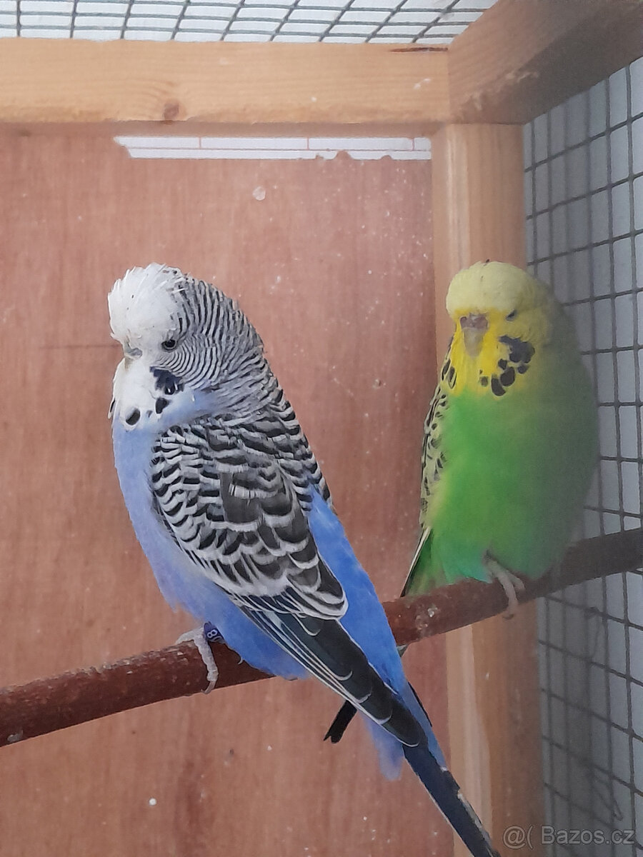 Výstavní andulky - 3