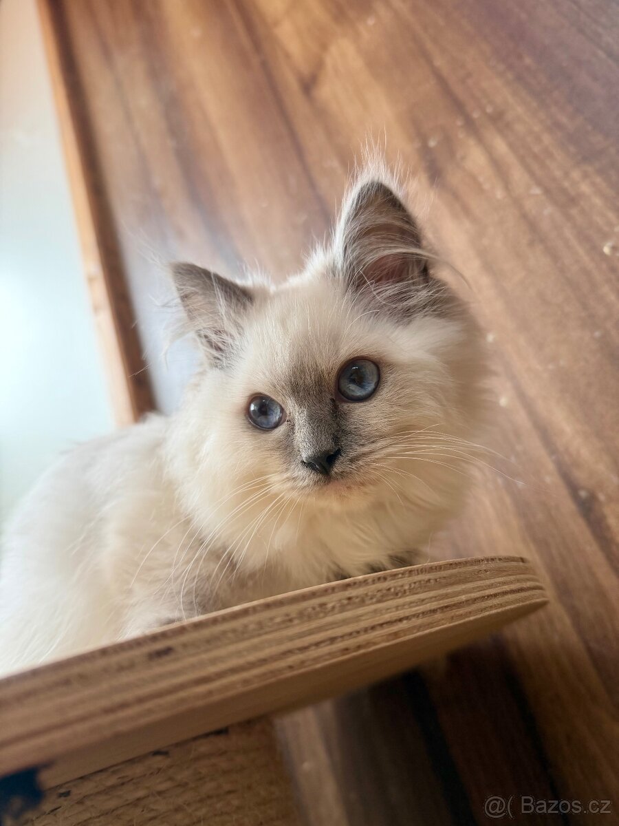 Poslední Ragdoll s PP - 3