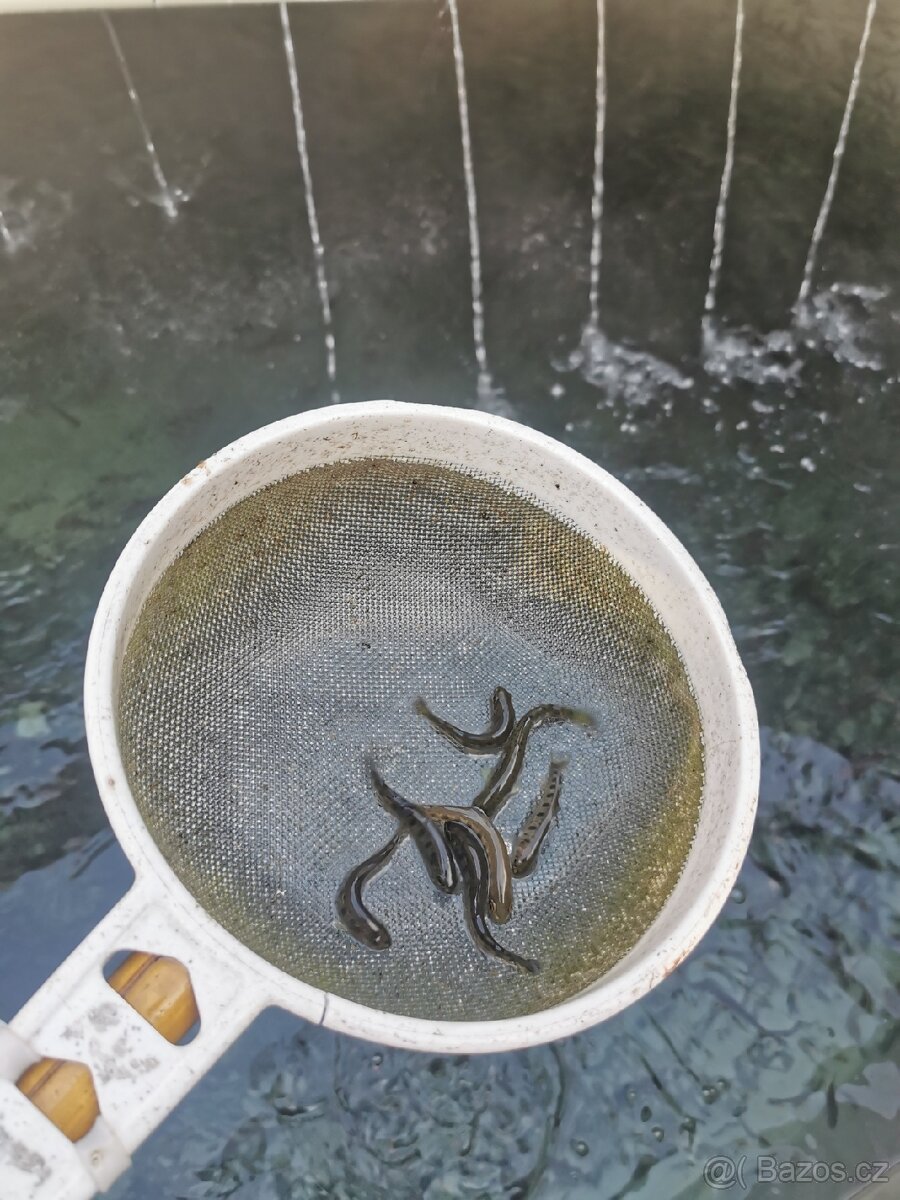 Pstruh duhový násada do jezírka - 3