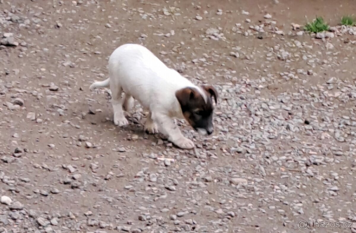 Jack Russell terier - 3