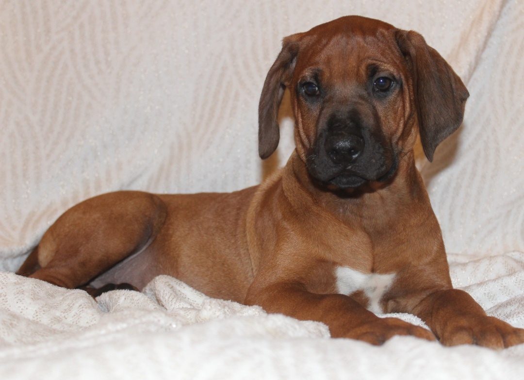 Rhodéský ridgeback - 3