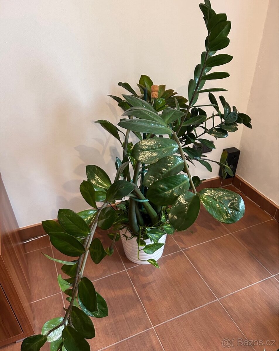 2x obrovský Zamioculcas 150cm Kulkas Zamiolistý zamiokulkas - 3