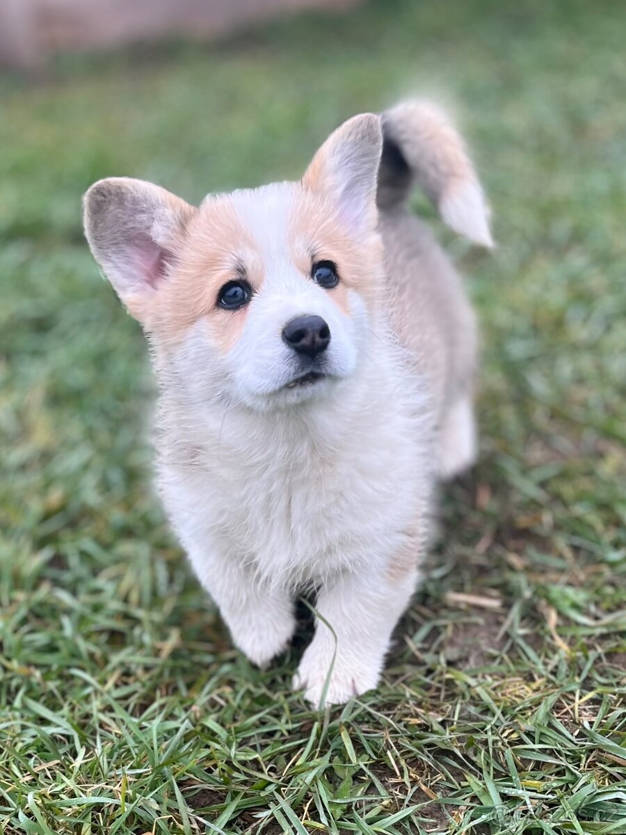 Welsh corgi pembroke s PP (FCI) - 3