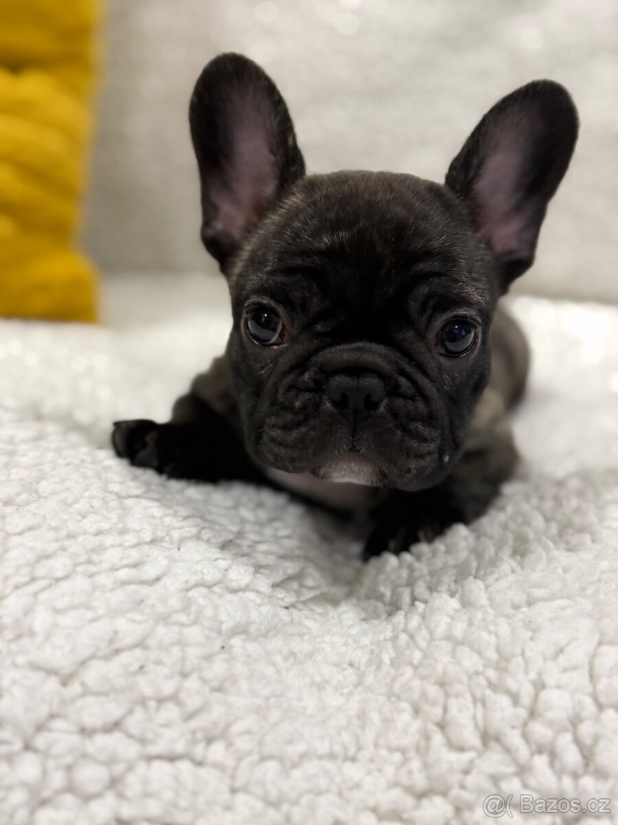Francouzský buldoček štěňátko s PP - 3