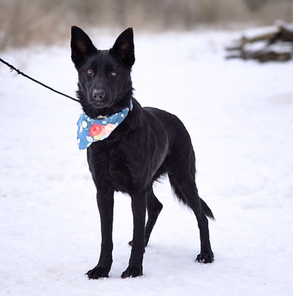 Serena hledá domov - 3