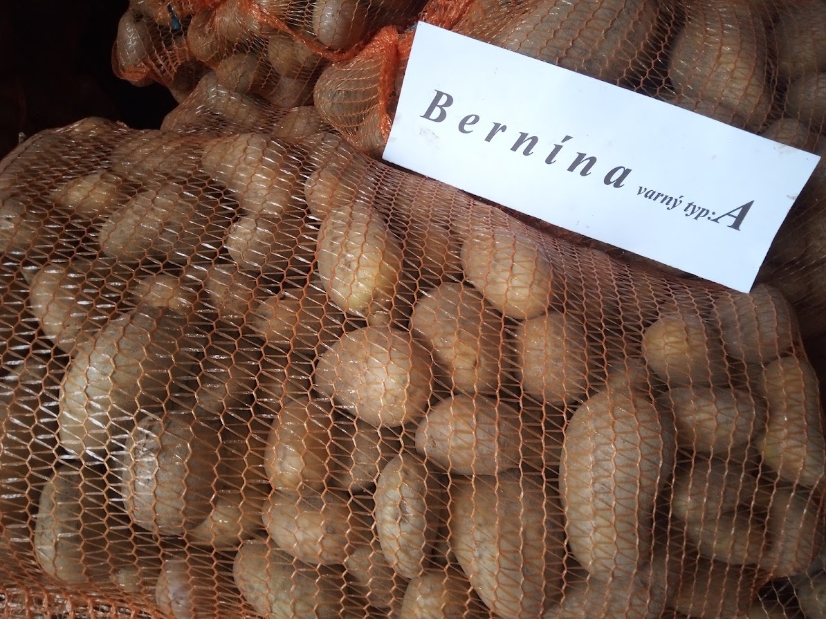 Brambory na uskladnení - 3