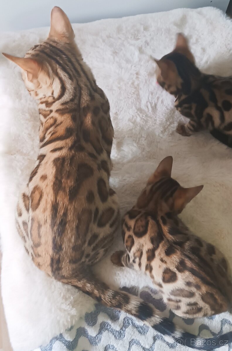 Bengálský kocourek - 3