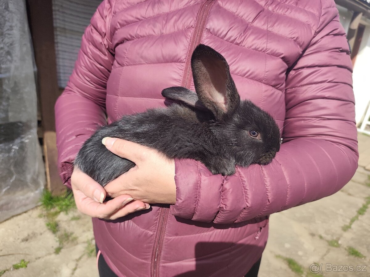 Belgický obr -Rezervace - 3