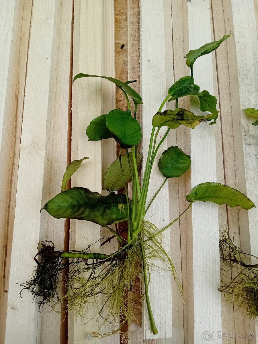 Akvarijní rostliny - 3