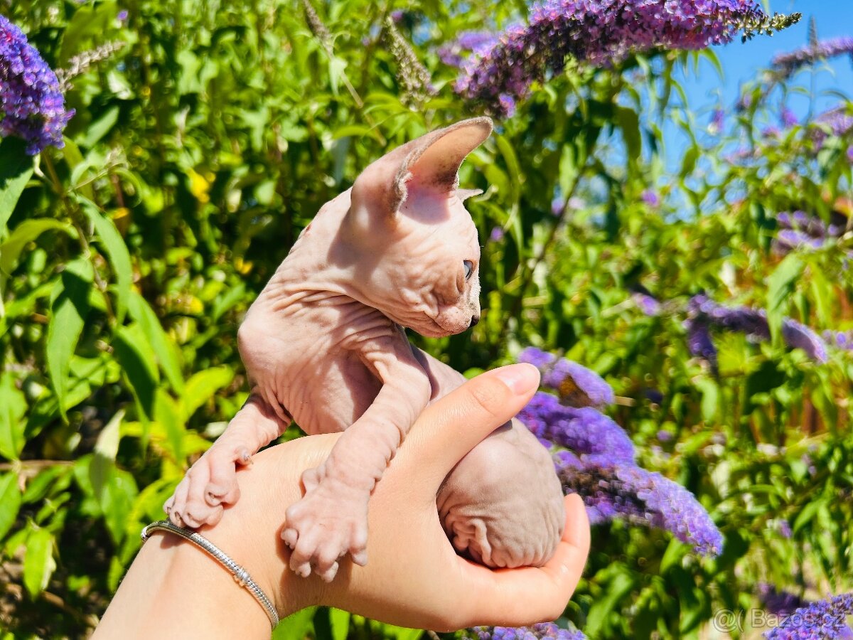 Kanadský sphynx bez PP - 3