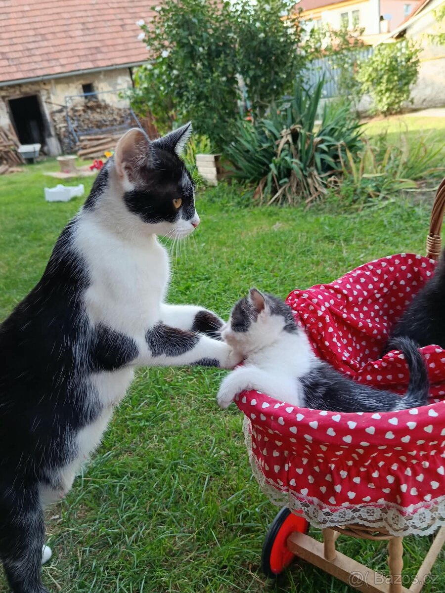 Koťata - 3