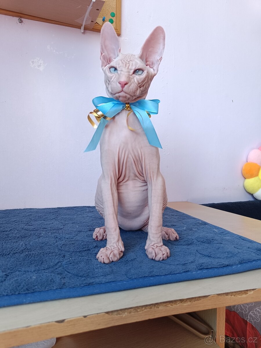 Sphynx - 3