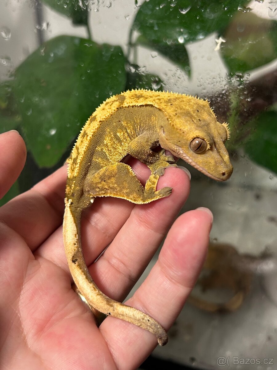 Pagekon řasnatý - 3