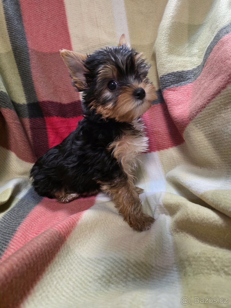 Jorkšířský teriér s PP - 3