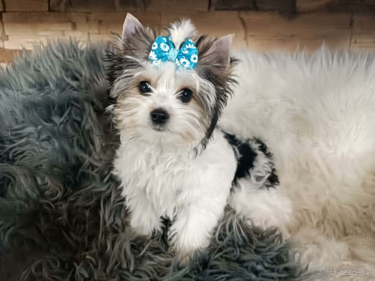 Biewer jorkšírský teriér s PP - 3