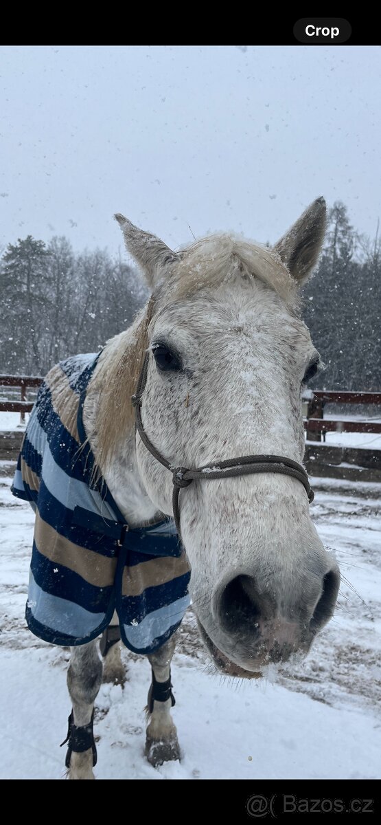 Kůň k pronájmu - 3