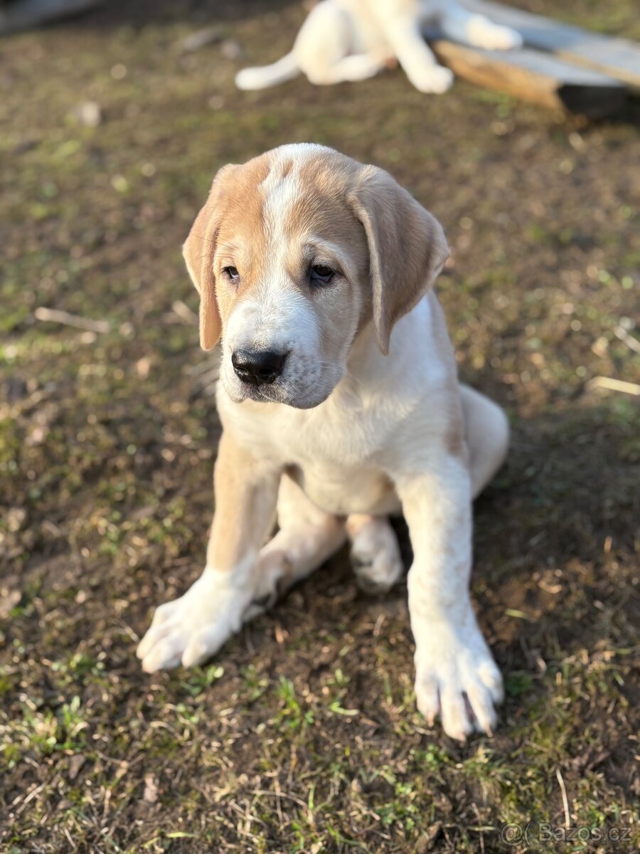 Štěňátka středoasijského pasteveckého psa - 3