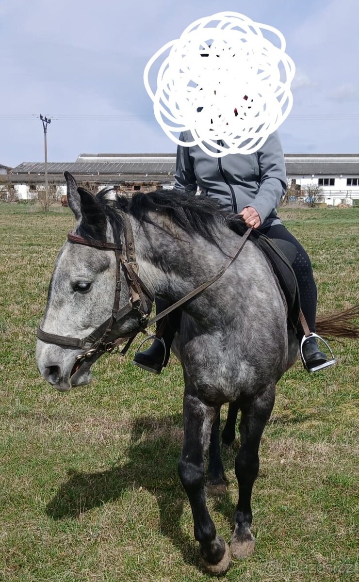 Prodám kobylu - 3