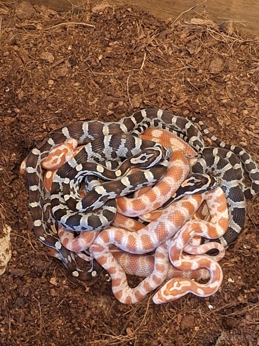 Užovka červená - 3