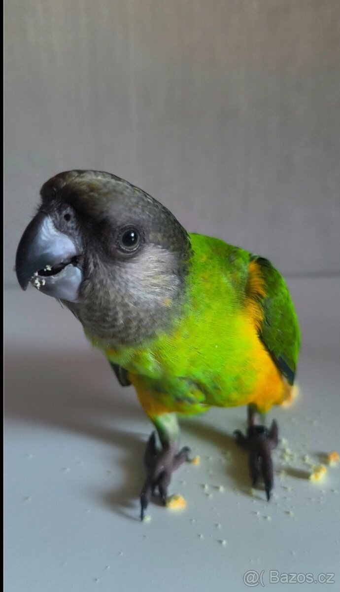 Papoušek senegalský - 3