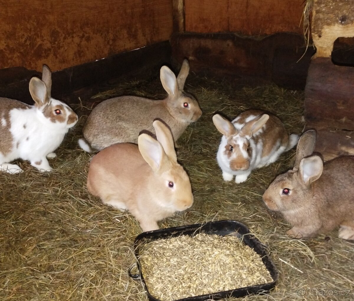 Mladí králíci na chov - 3