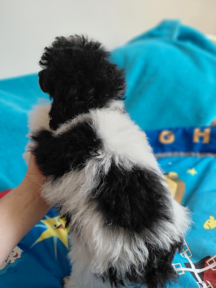 Pudl trpasličí - 3