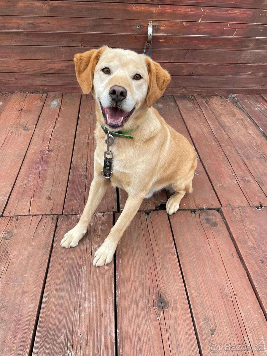 BODRIG - kastrovaný psík 5 let - 3