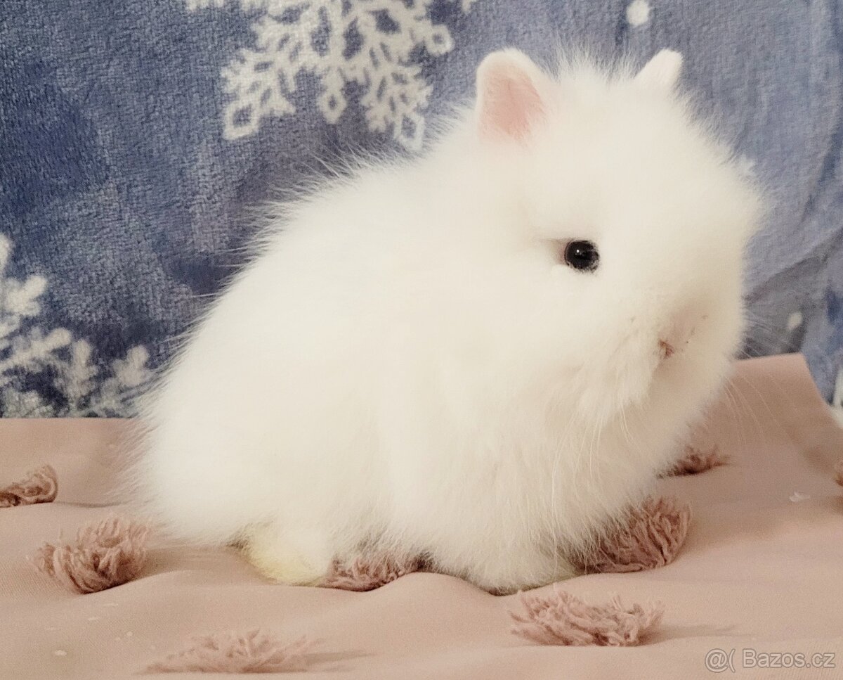 Zakrslý teddy kralík - 3