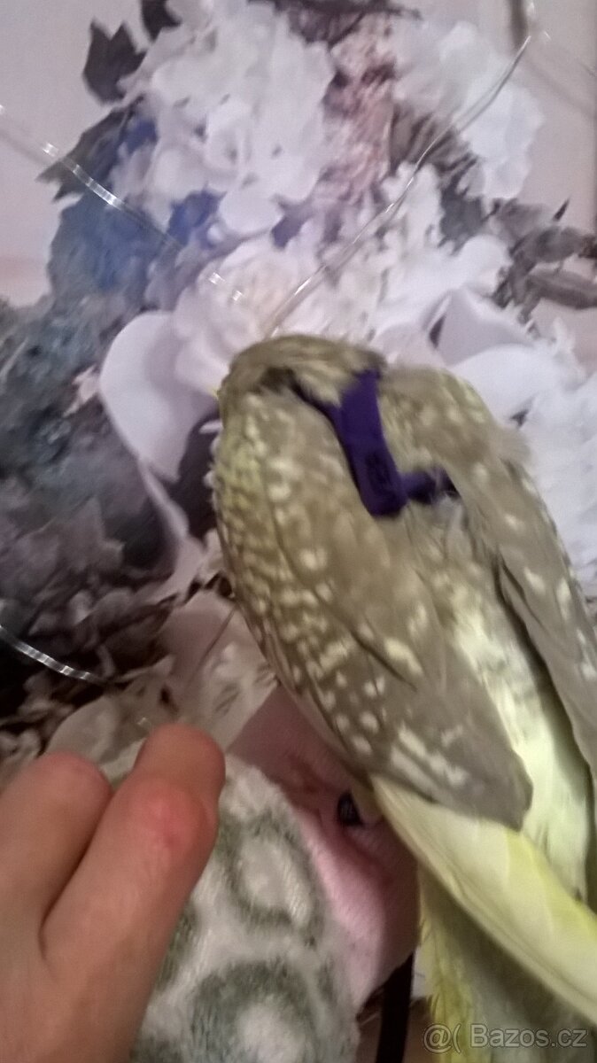 KORELA RUCNE DOKRMENA UCENA NA KSIRKY s testy DNA - 3