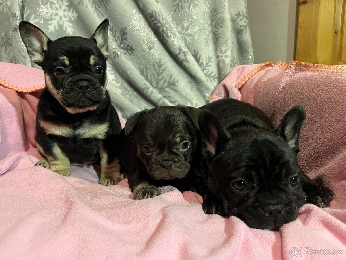 Francouzský buldoček - 3