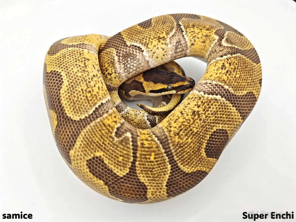 Krajta královská (Python regius) - 3