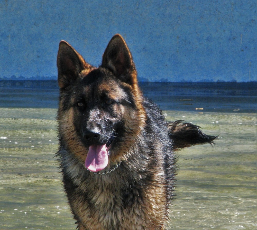 Nemecky ovčák typu Rex(štěňata) - 3