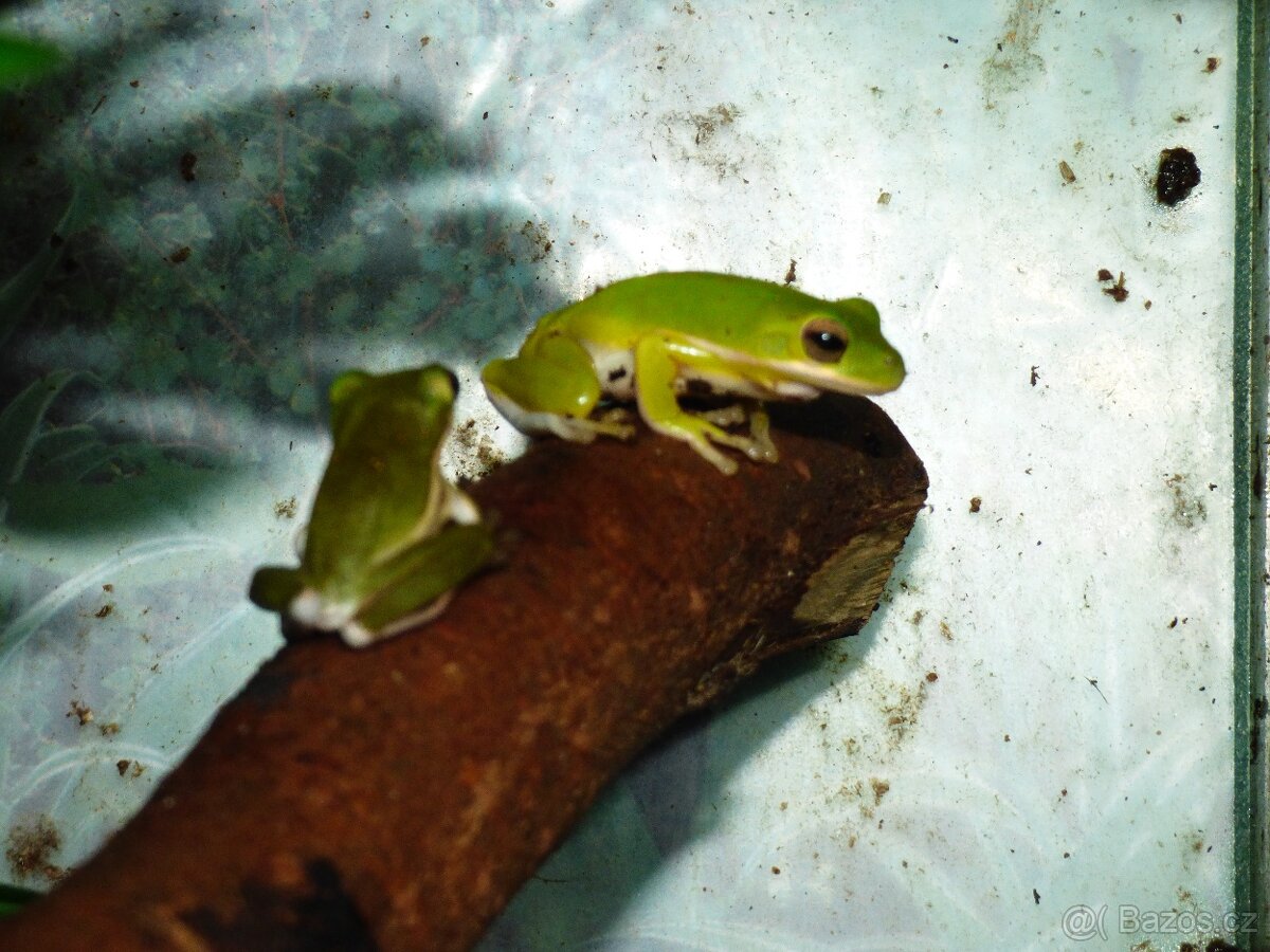Rosnička karolínská (Hyla cinerea) - 3