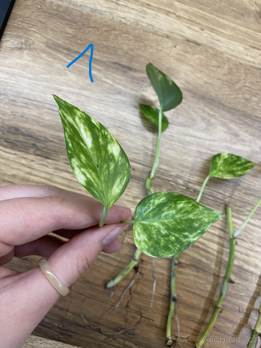 Epipremnum aureum - řízky - 3