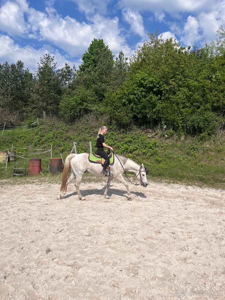 Prodám valacha qh - 3