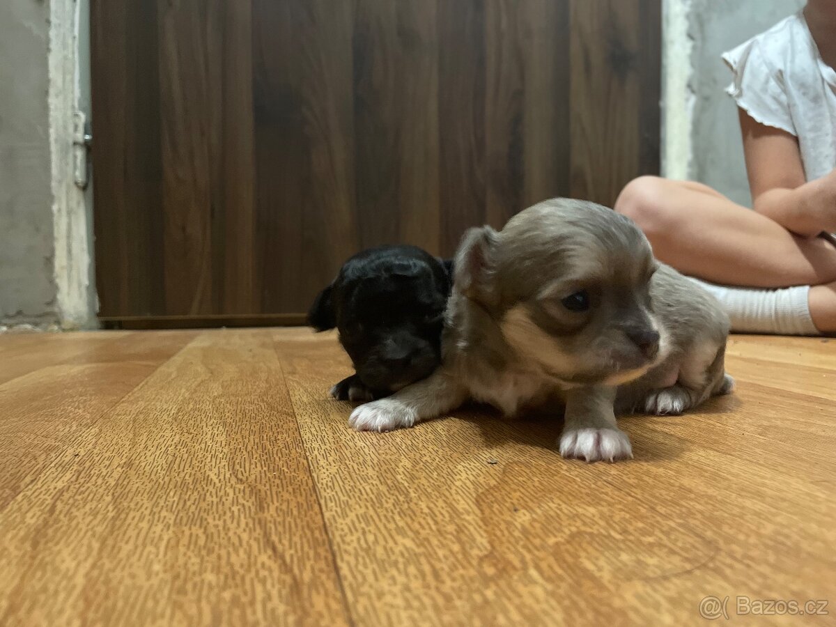 Dlouhosrstá čivava - 3