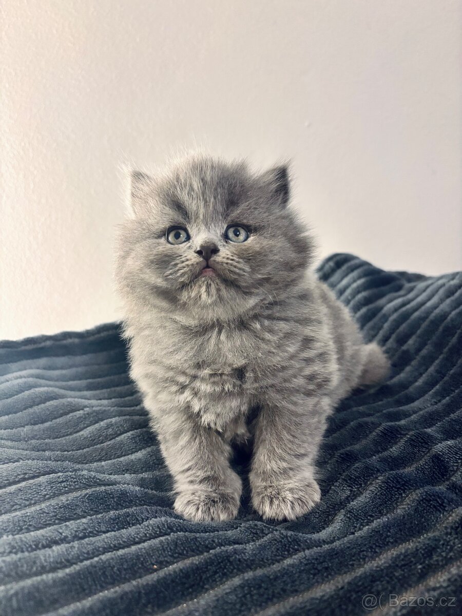 🩶Britská koťátka hledají milující domov🩶 - 3