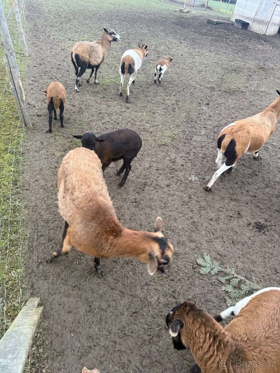 Prodám kamerunské ovce - 3
