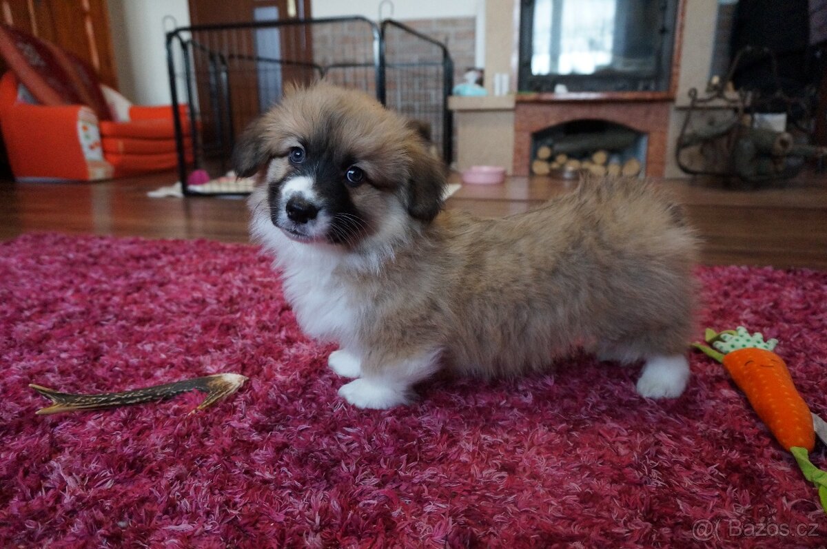 Welsh Corgi Pembroke - 3