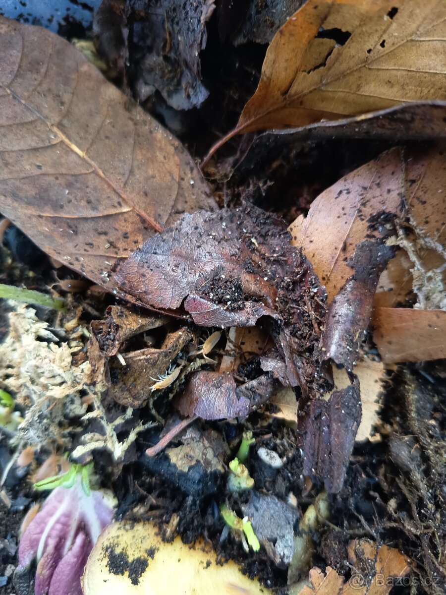 Prodej chvostoskoků a isopodů - 3