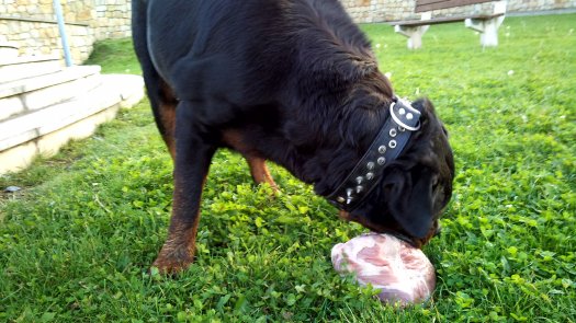 Rottweiler, rotvajler, RTW s PP - 3