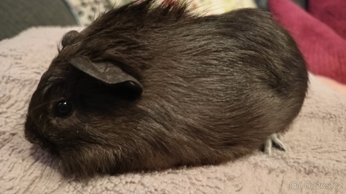 Morče, sameček , stáří 6 týdnů - 3