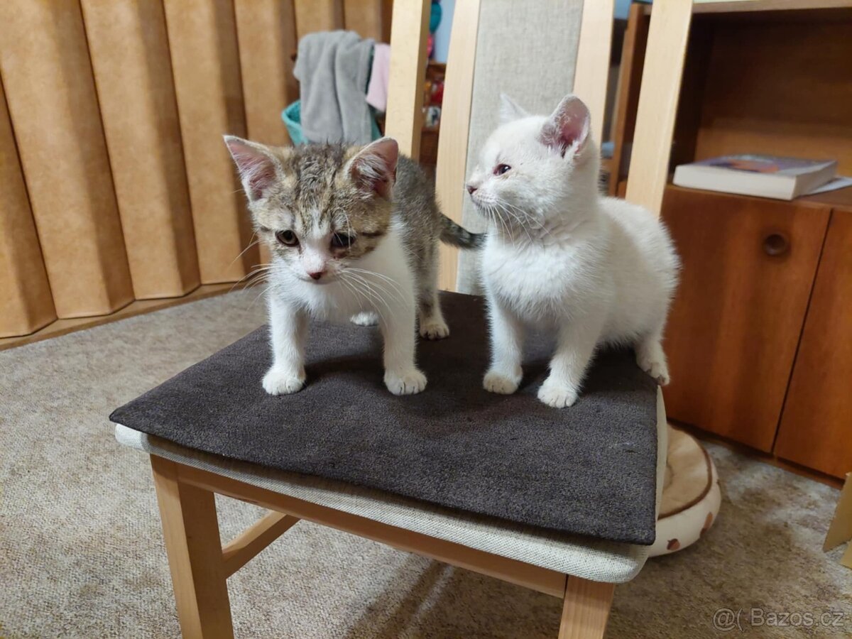 Hravé koťátka - 3
