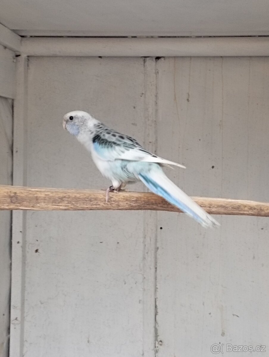 Rosela pestrá, modrá, černomodrá, zlatá - 3