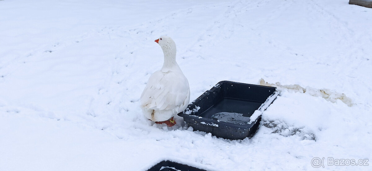 Husa česká - chovná s PP - 3