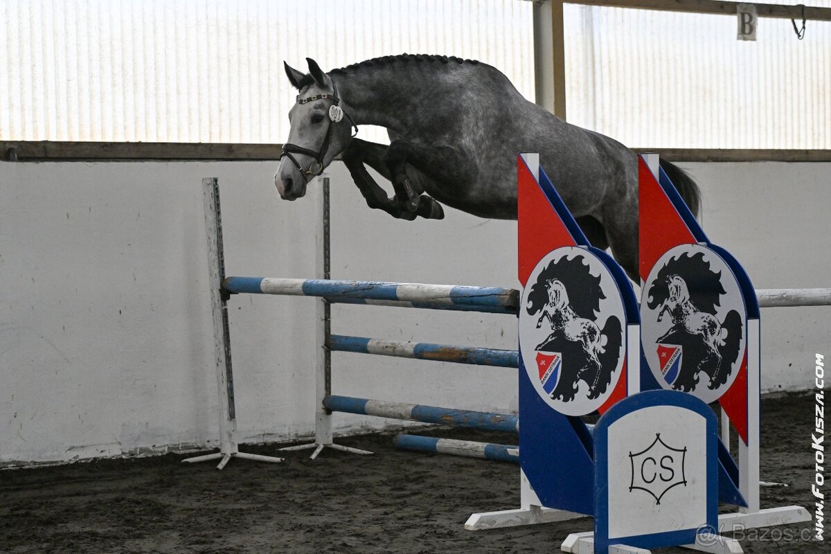 4letá klisna po Cornet de lux - 3